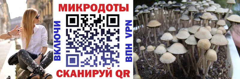 как найти закладки  Дигора  Галлюциногенные грибы Cubensis 